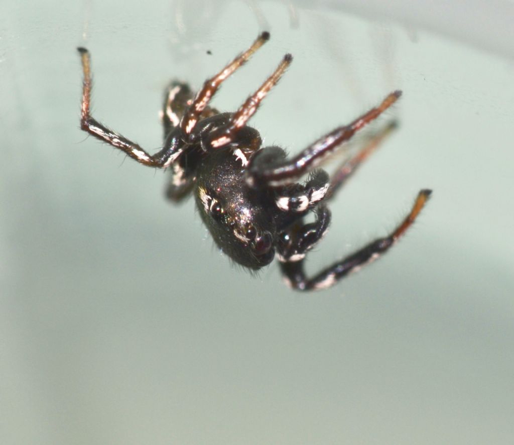 Heliophanus cf. apiatus - Grosseto (GR)